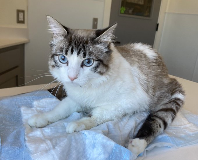 DubJH1009's tweet photo. https://t.co/17Rf5wq9Pn https://t.co/kjs9gTDoyy #HelpASAP #LaGrangeTX #cats https://t.co/IpLYO6Hbz5