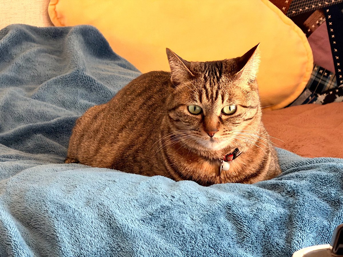 猫ってドゥル〜ンとしたゲル状の何かが毛むくじゃらな袋に入っている気がする