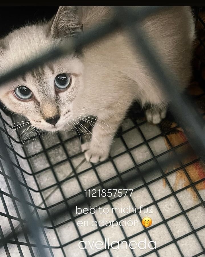 GATITO EN ADOPCION EN AVELLANEDA

CONTACTO: 1121857577

#GatitosenadopciondefansZONASUR