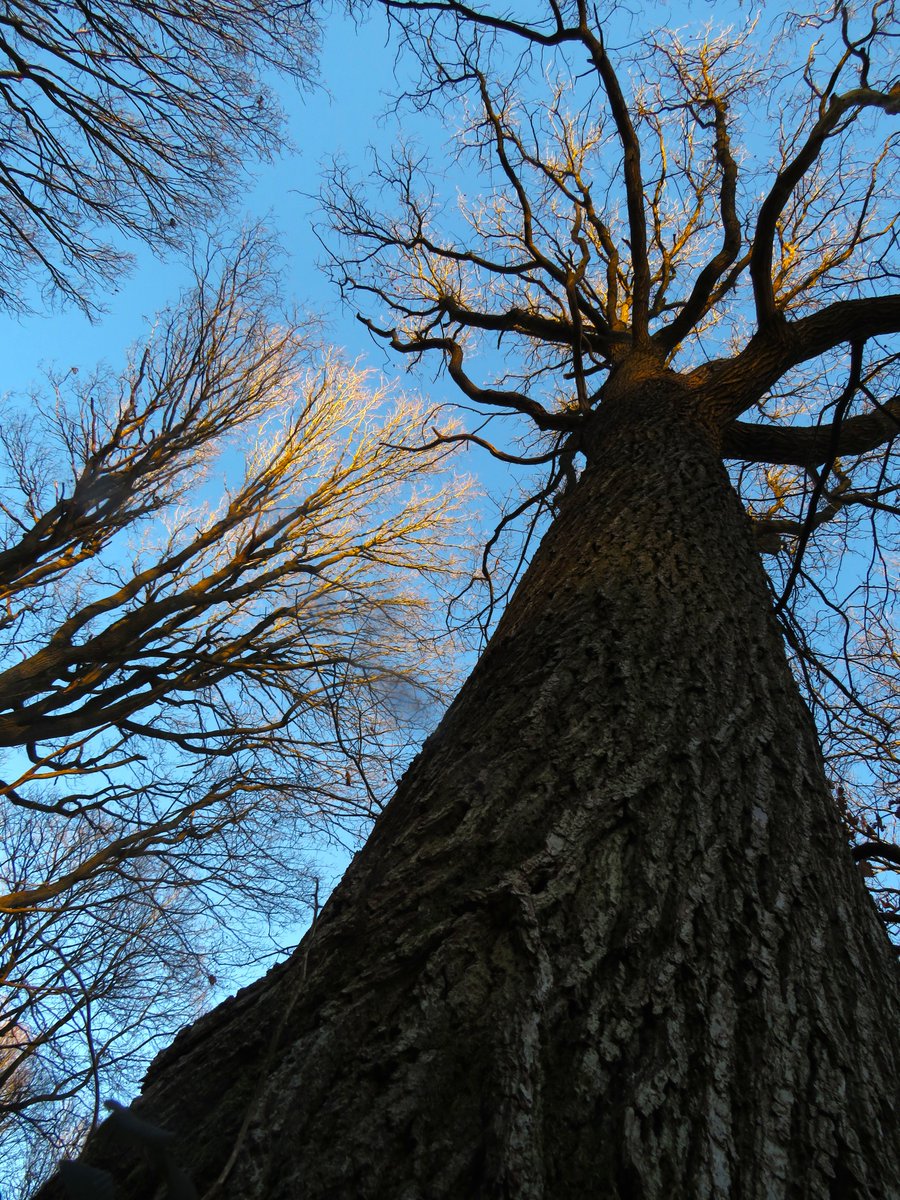 Matthew Shute 🌳 tweet media