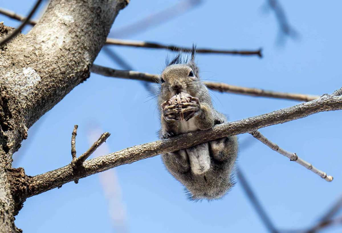 今日も強風
風がビュービュー幹までゆれるゆれる、細い枝で大丈夫、耳毛が
＃ニホンリス　＃強風