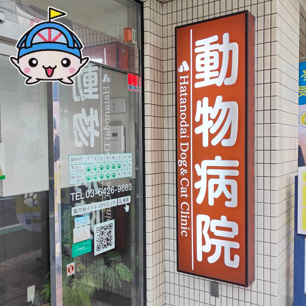 温かい毛皮で冬もOK！のように見るワンちゃん・猫ちゃんも、私たち人間と同じ哺乳類🐶🐱 冬は体調を崩しやすい季節です。【#旗の台イヌネコクリニック】では、一般診療・予防接種・健康診断等を丁寧に行っています 👩‍⚕️
hatanodai-ah.com/service-page/
#旗の台 #動物病院 #獣医 #犬猫病院 #犬の病院 #猫の病院