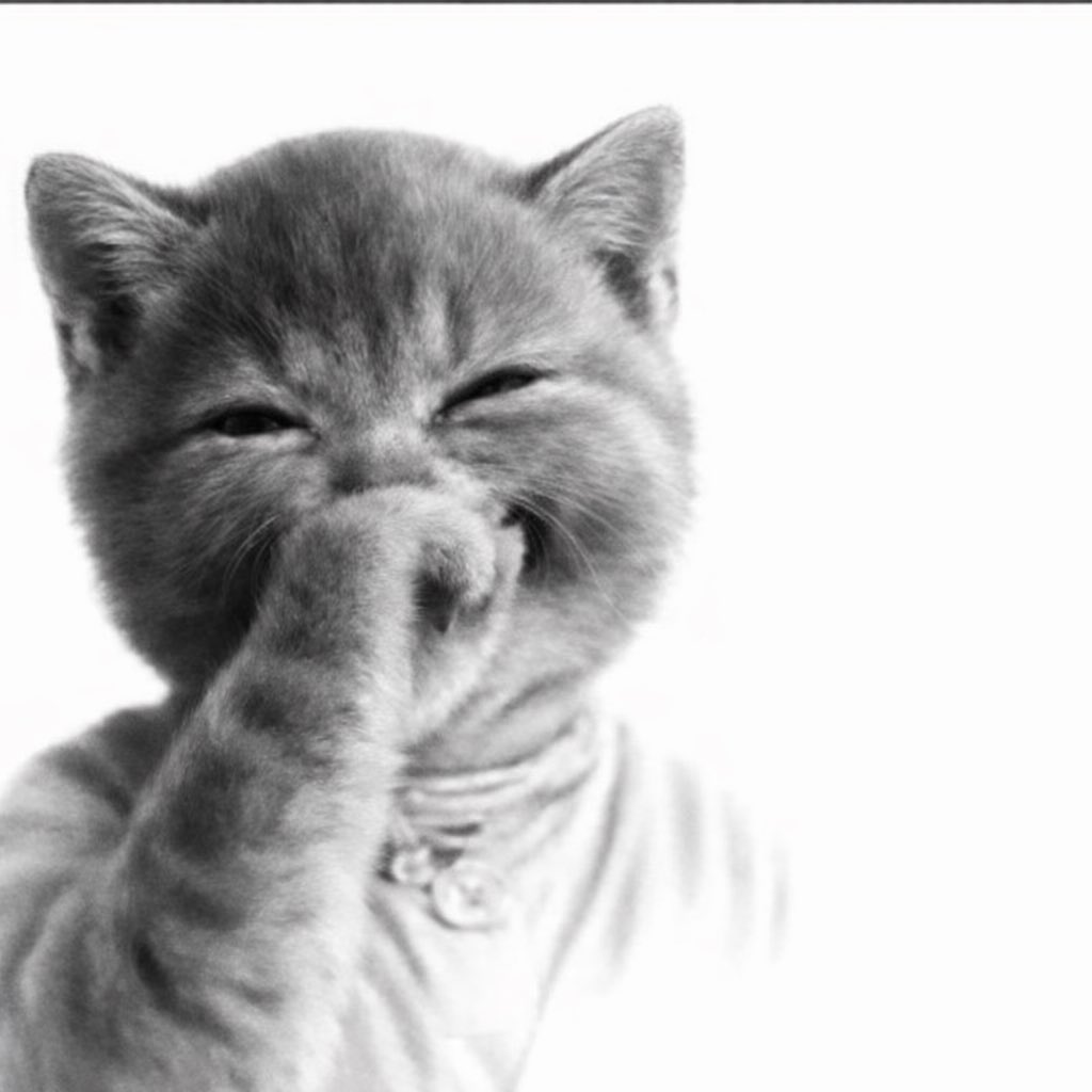 ArchivedCoins's tweet photo. @SolJakey how yall are gonna be feeling after standing cat https://t.co/rpCnpO1kfB