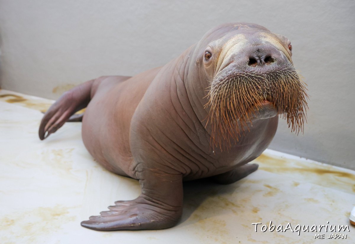 TOBA_AQUARIUM's tweet image. 大分マリーンパレス水族館「うみたまご」より、セイウチ『いちこ』が入館しました。
※なお、健康状態を見極めるため、現在一般公開は行っておりません。
#鳥羽水族館 #セイウチ #いちこ 

詳細はこちら aquarium.co.jp/topics/260120_…