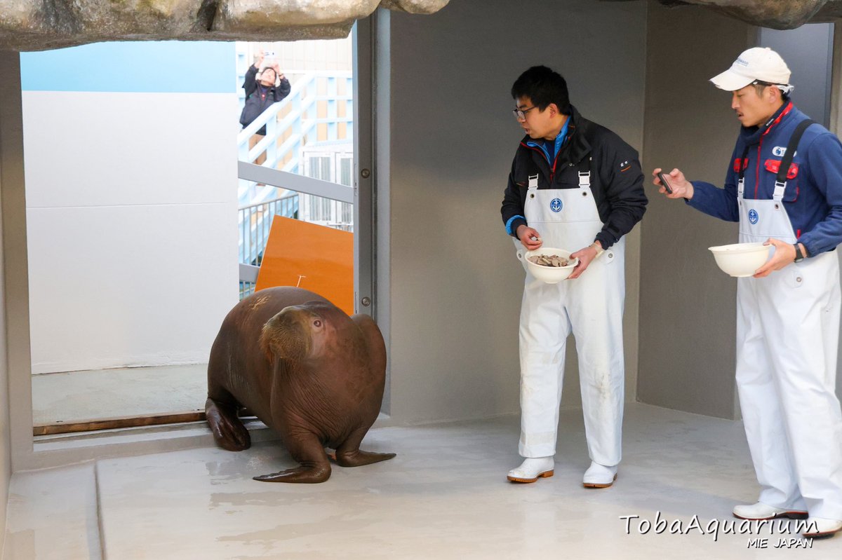 TOBA_AQUARIUM's tweet image. 大分マリーンパレス水族館「うみたまご」より、セイウチ『いちこ』が入館しました。
※なお、健康状態を見極めるため、現在一般公開は行っておりません。
#鳥羽水族館 #セイウチ #いちこ 

詳細はこちら aquarium.co.jp/topics/260120_…