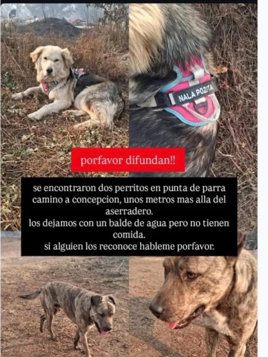 #Liquén #Puntadeparra #Concepción #Incendios