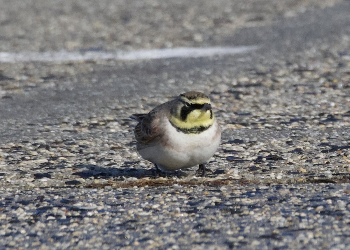 terri needham tweet media