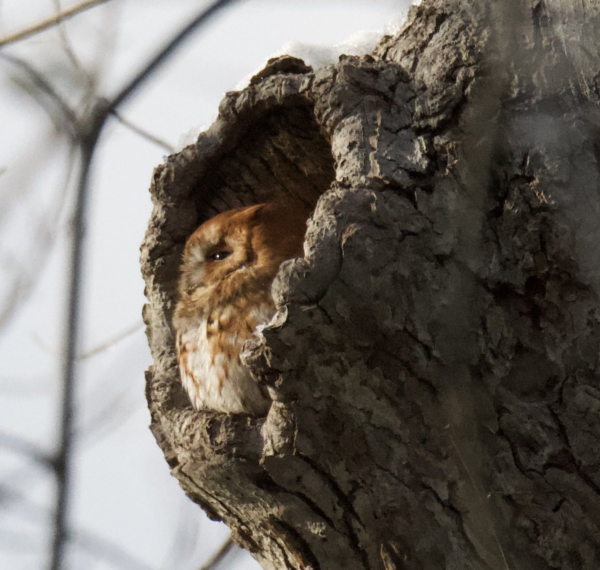 terri needham tweet media