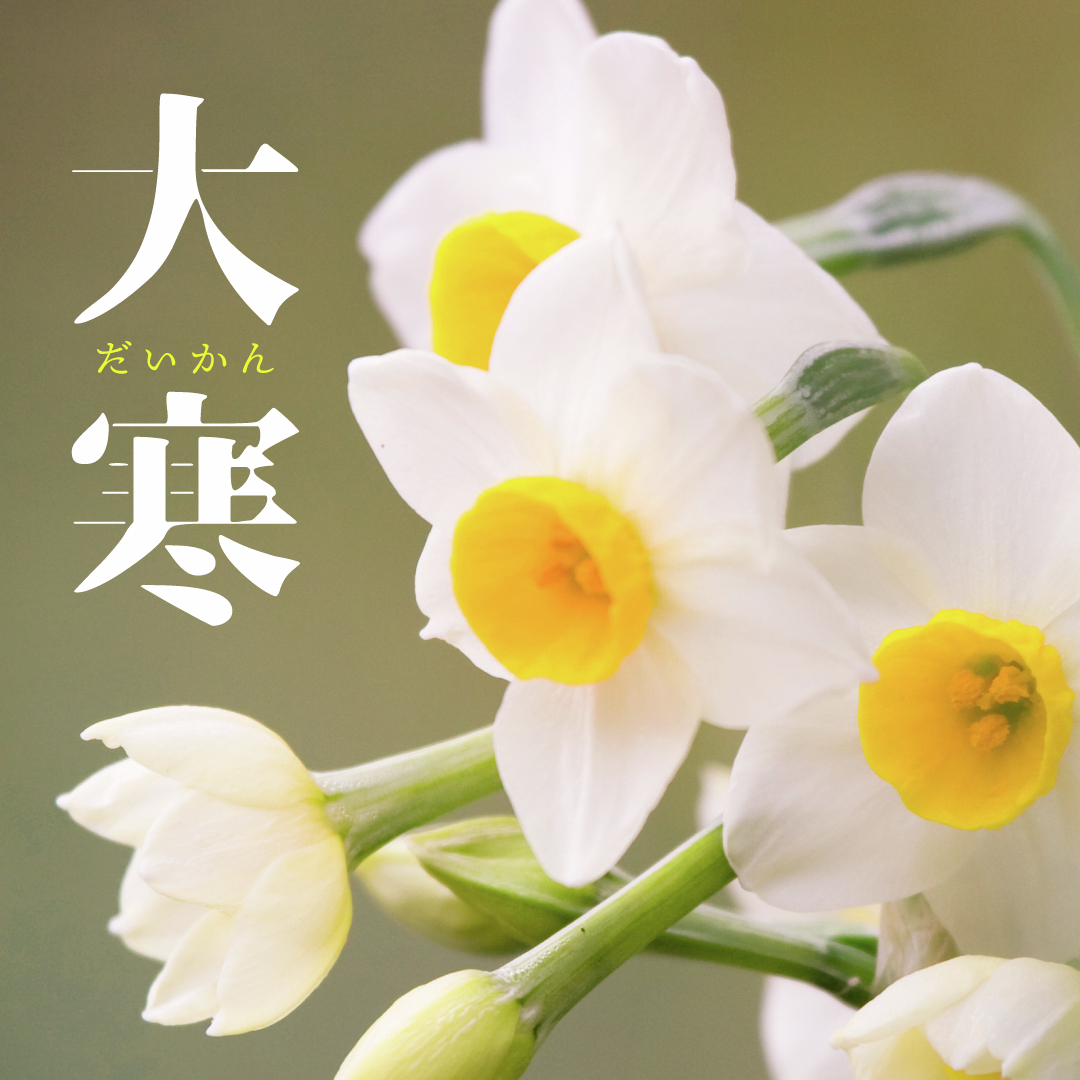 ❄️1年でいちばん寒い時期❄️

そんな時期に咲く #スイセン は「希望」の象徴🌼
冬の静けさの中でも、春を待つ強さを感じます。

#大寒 #旬の花 #スイセン