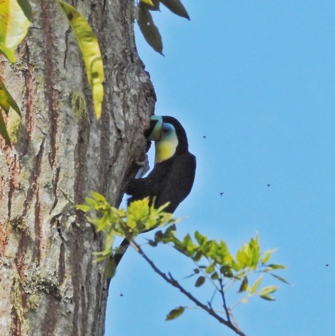ManantialAurora's tweet photo. Momentos únicos nos regala la naturaleza. Ramphastos vitellinus ingresando a su nido. https://t.co/xmdHcgmYuS