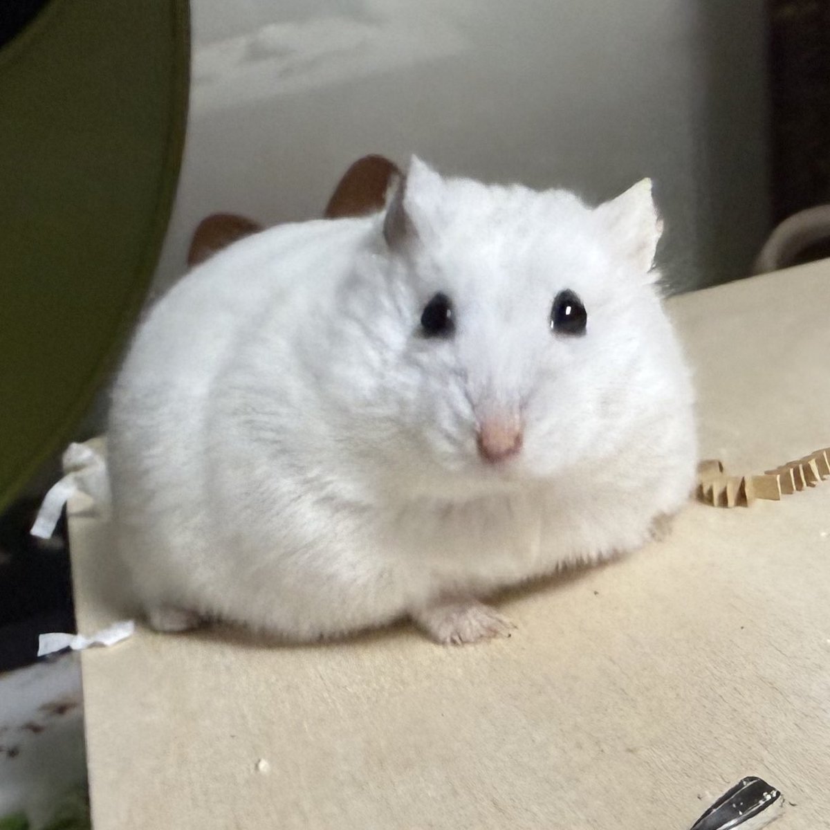 엉덩이가 있음 햄스팅ㄴ데