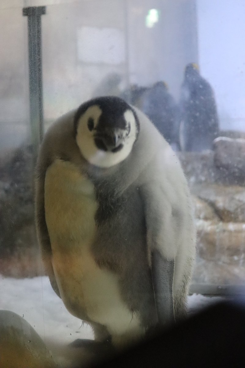 アドベンチャーワールドのエンペラーペンギン赤ちゃん、112日齢で背中