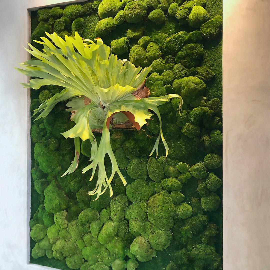 Greenleaf IPS tweet media