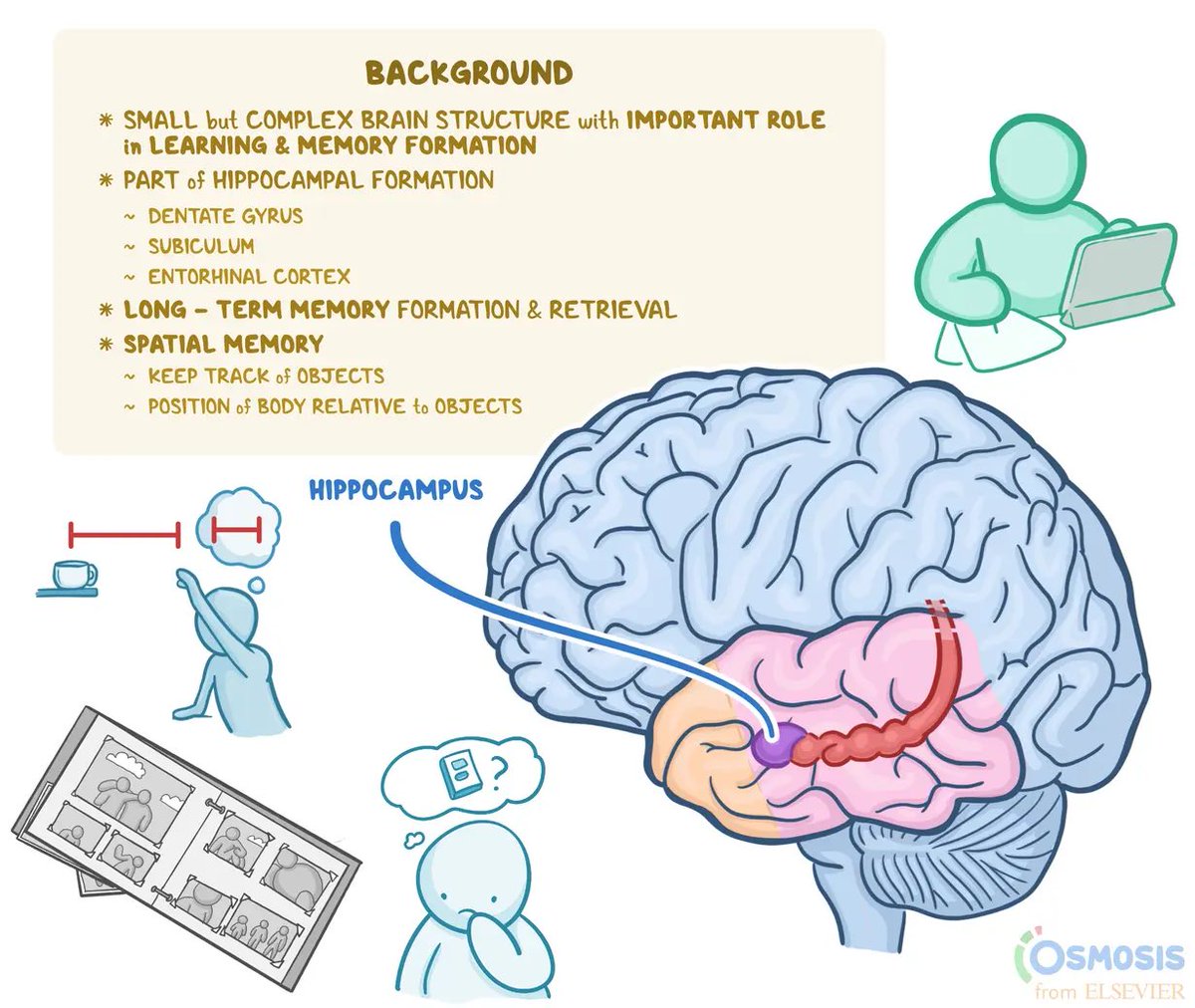 vipintukur's tweet image. New evidence suggests that SARS-CoV-2 infection may contribute to hippocampal damage, which is linked to the cognitive and executive dysfunctions seen in many post-COVID patients.  

➡️ The mechanisms include astrocyte and microglial activation, blood–brain barrier disruption,…