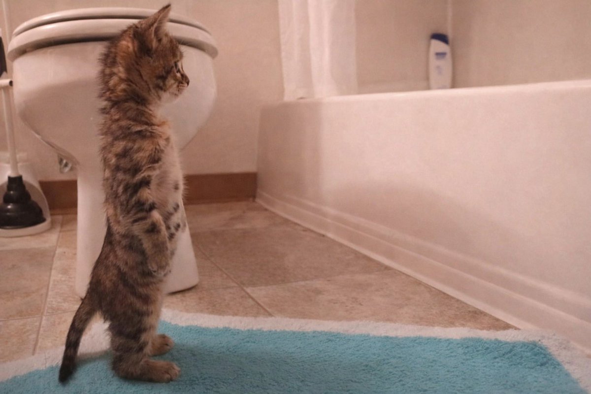 ArchivedCoins's tweet photo. @bullishdev_ standing cat wouldnt hit zero 📈 https://t.co/kCOQDi0hY9
