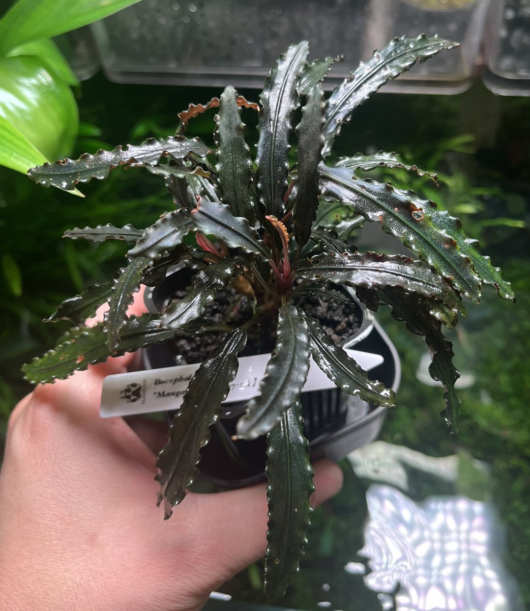 morikumaman0001's tweet photo. Bucephalandra sp.
“Mangat”【MF0417-2A】
葉縁の強いウェーブと硬質な葉質が特徴的🌱
深みのあるダークトーンに育ってきました😃
#Bucephalandra
#ブセファランドラ
#Mangat
#MF04172A
#ブセ沼
#陰性水草
#珍水草
#水草マニア
#水草育成
#MF便 https://t.co/d7UEBSGuU9