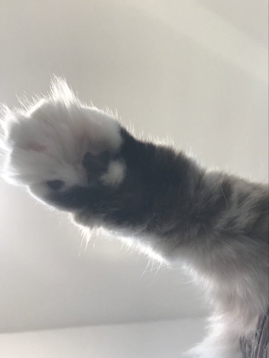 🐈‍⬛BLUE -CAT (=^x^=)🐈‍⬛ tweet media