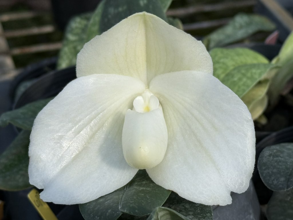 Paph. bellatulum fma. album