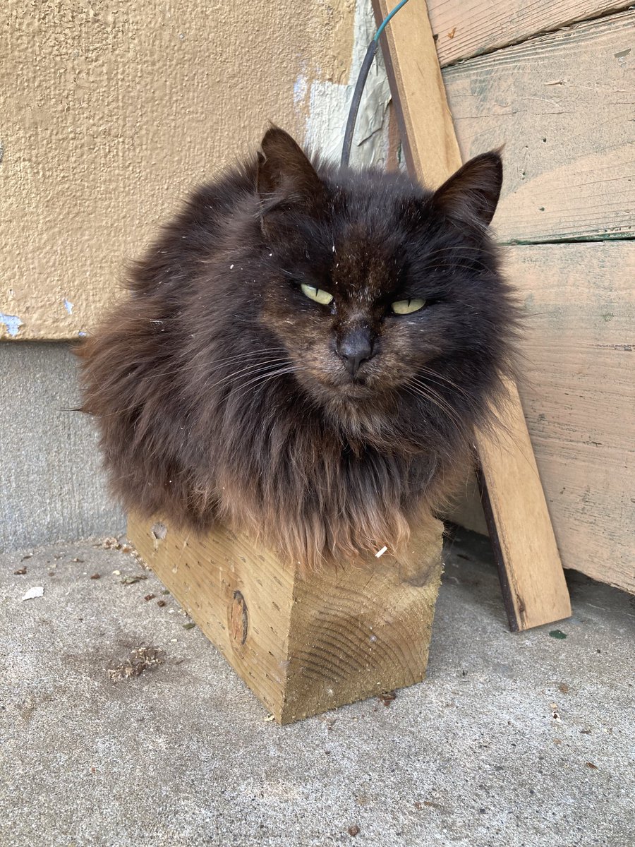 こちらもどうぞ😸 テト ルイーゼ グッタ バロン🐈 #田代島クロネコ堂