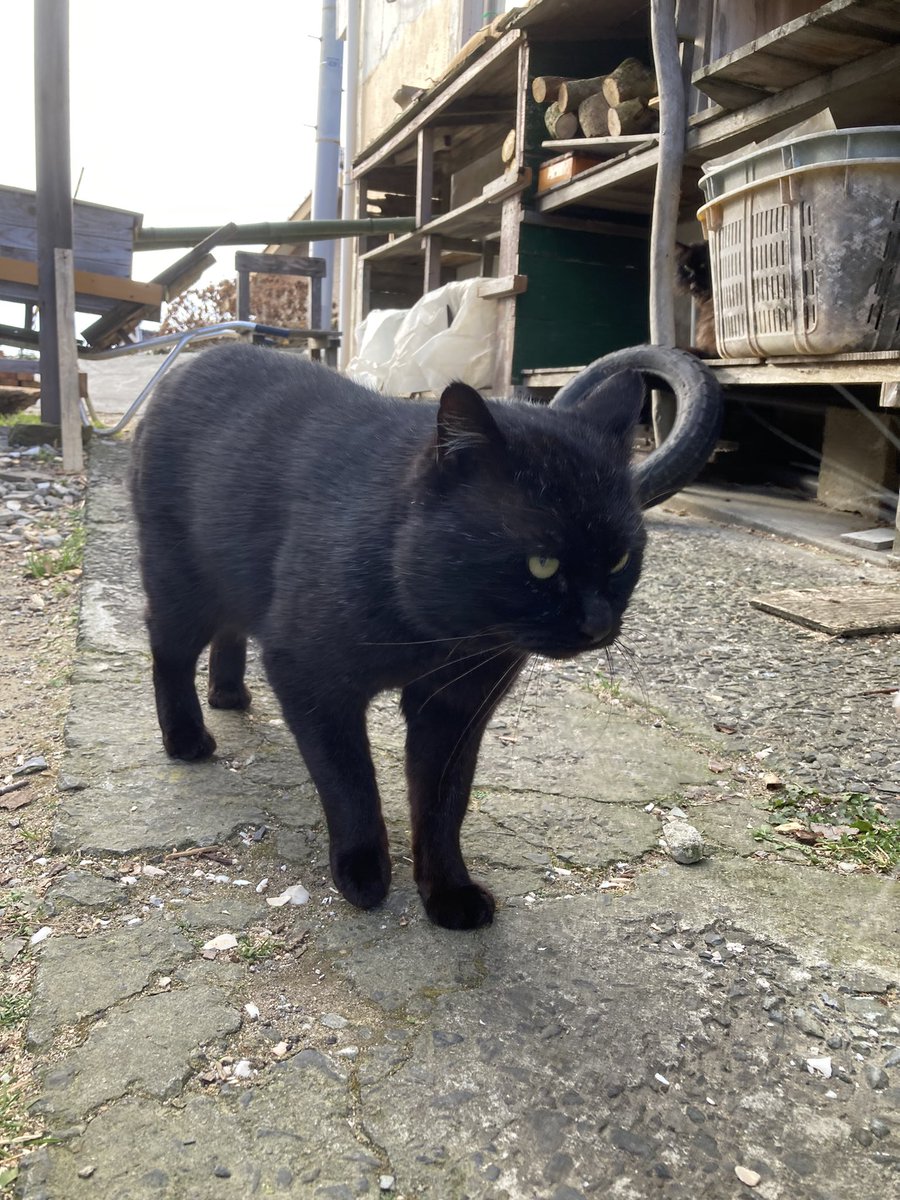 こちらもどうぞ😸 テト ルイーゼ グッタ バロン🐈 #田代島クロネコ堂