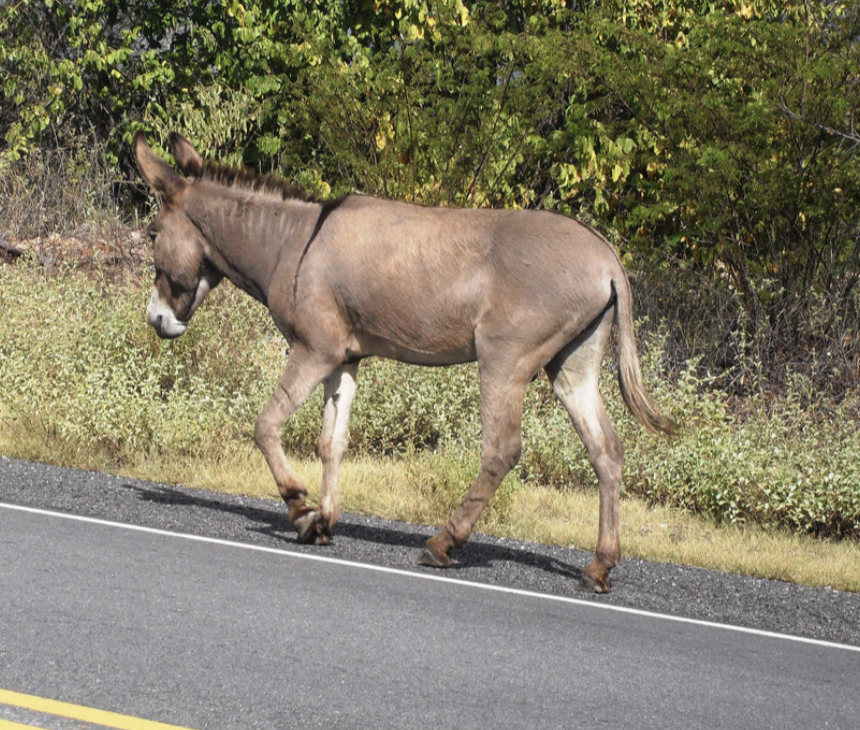 daniduncan's tweet image. nikolas segue empenhado na caminhada até brasília
