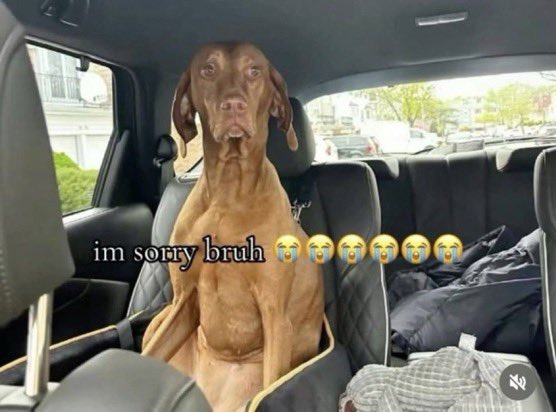 Regular degular fish (cait) #U tweet media