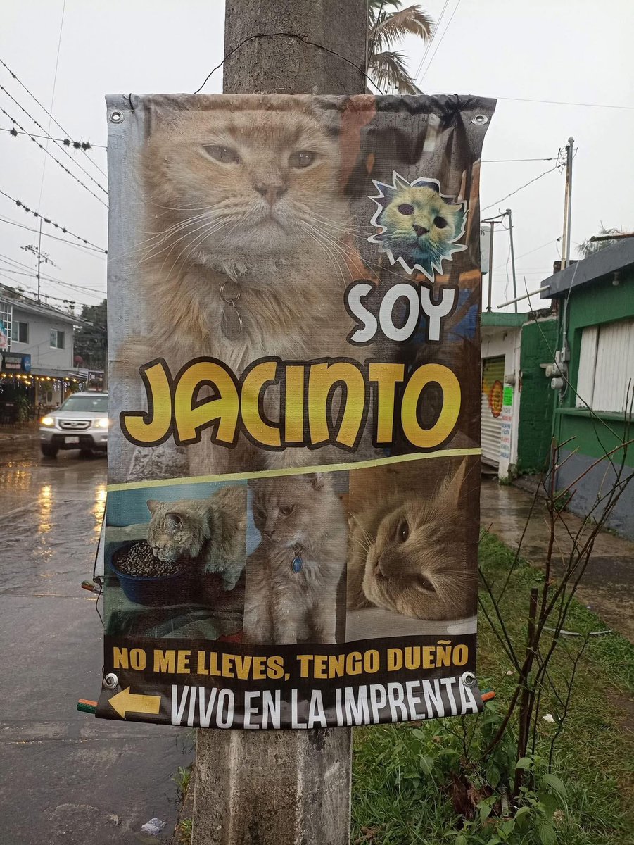 En_jupiter_'s tweet photo. Solo es un gatito libre. https://t.co/ANTj1Za37y