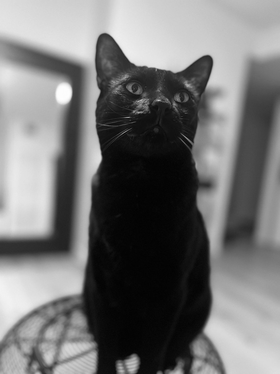 blabbit000's tweet image. My bestie 🫶🏼😻