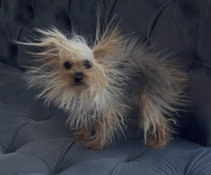 Agatha Chocolats tweet media