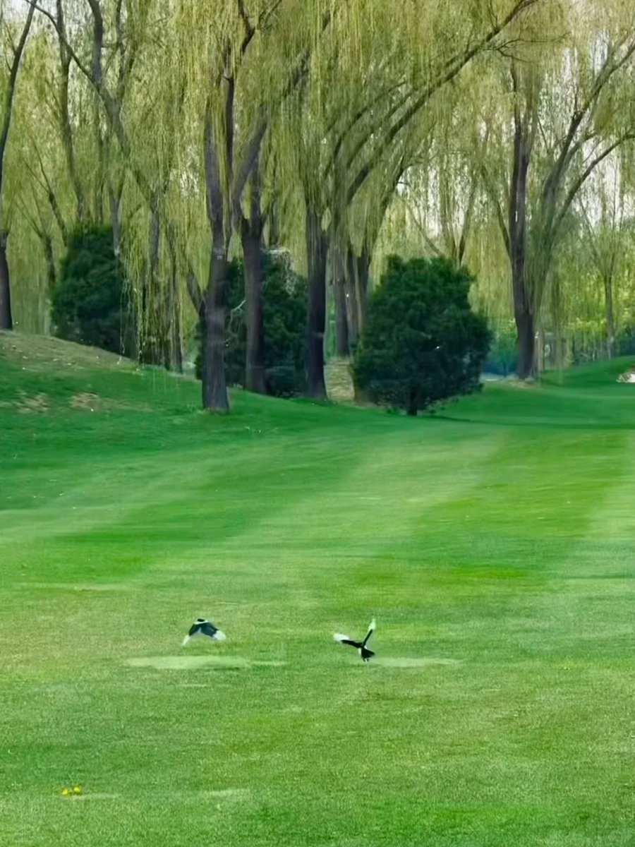 Runfurthermore's tweet image. ゴルフの時間だ！幸せすぎる！