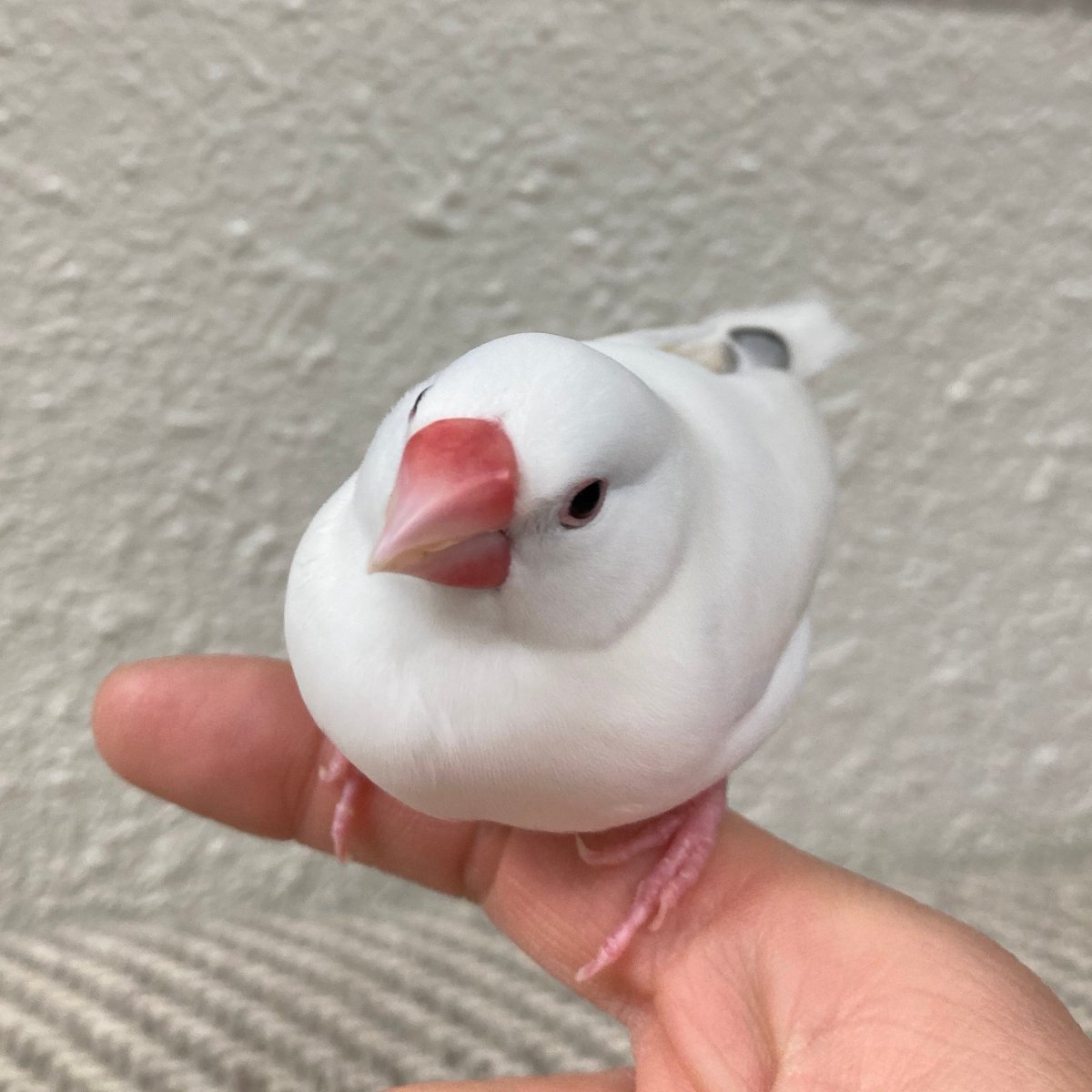 太った鳥 ももっち (@paddybird_822) / Posts / X