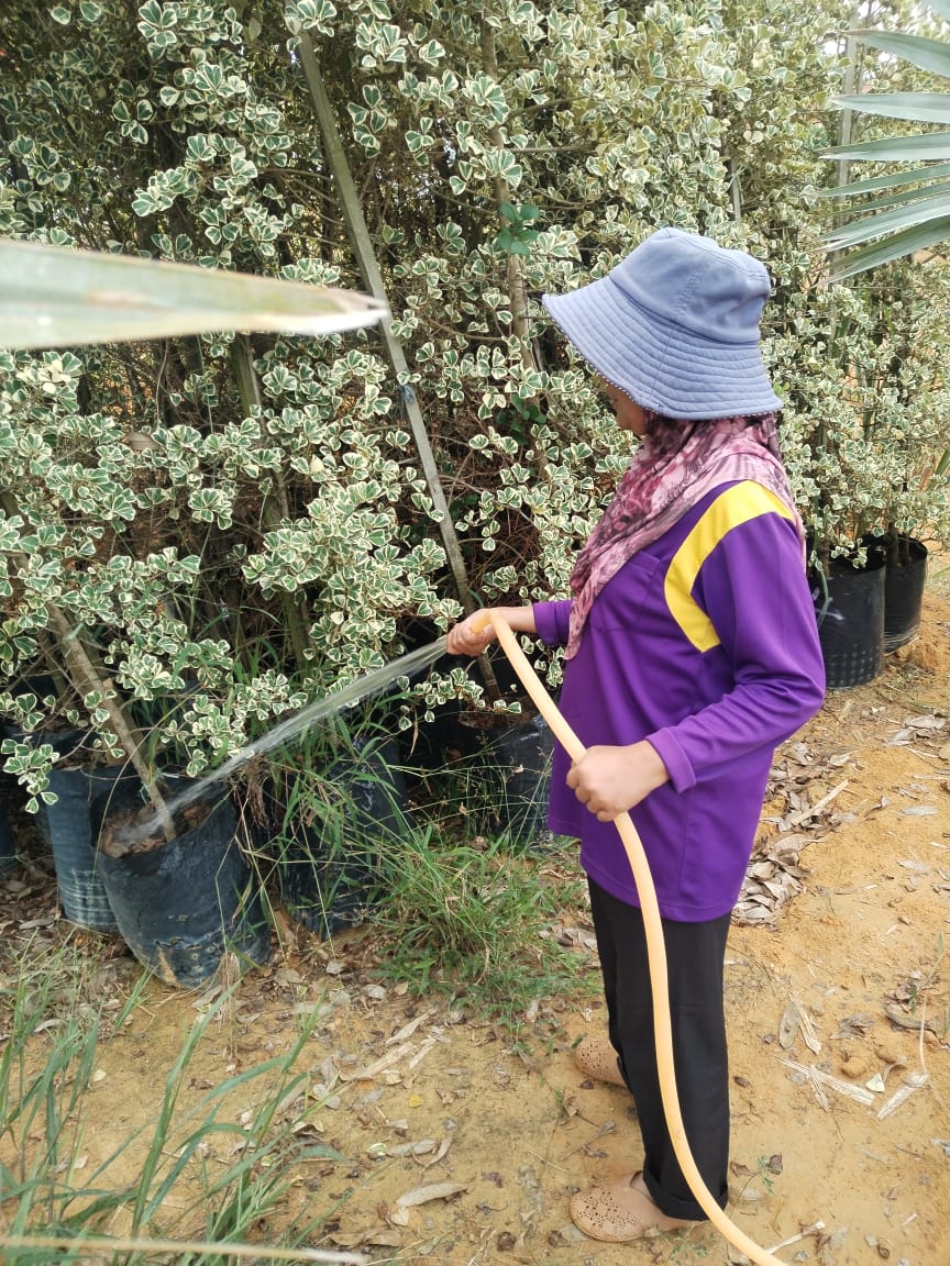 Jabatan Landskap Dan Perkhidmatan Bandar MPJ menjalankan kerja penjagaan anak pokok di nursery milik MPJ dan menatarias keindahan landskap di seluruh Daerah Jasin.

#MelakakuMajuJayaRakyatBahagiaMengamitDunia
#BijakLaksanaTuahBeraniLaksanaJebat
#MPJPrihatinDiHatiku