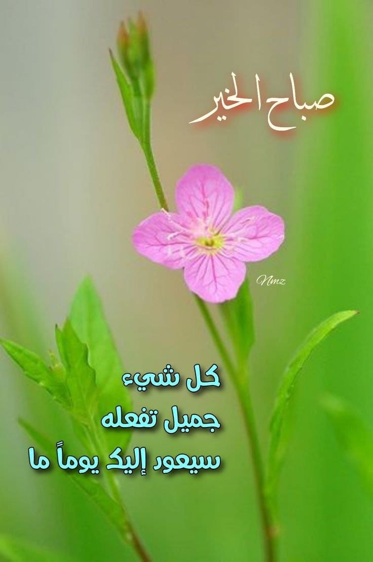 #بس_حبيت_اقول