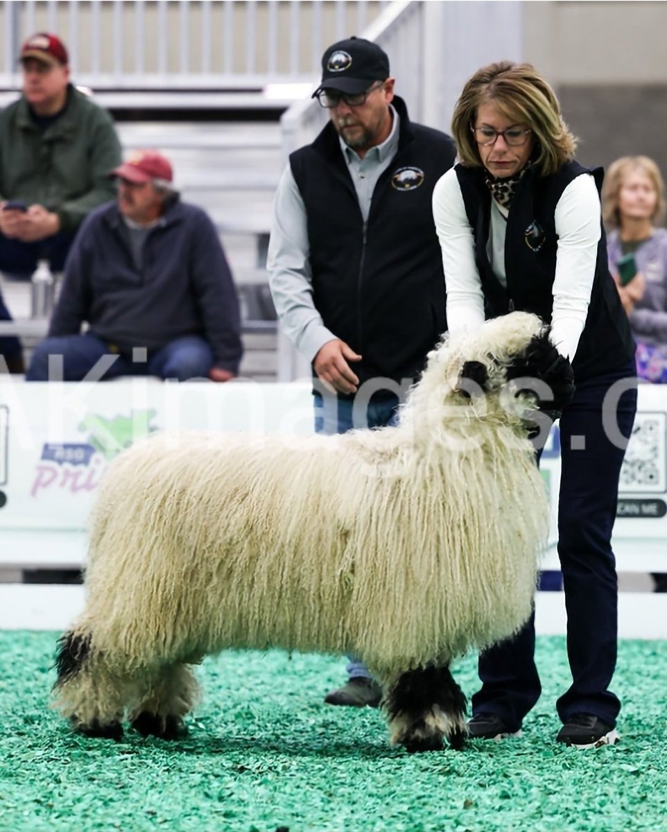 dsjahner's tweet photo. @GolfweekNichols Extra points for showing sheep! https://t.co/9SdhOU7pIW