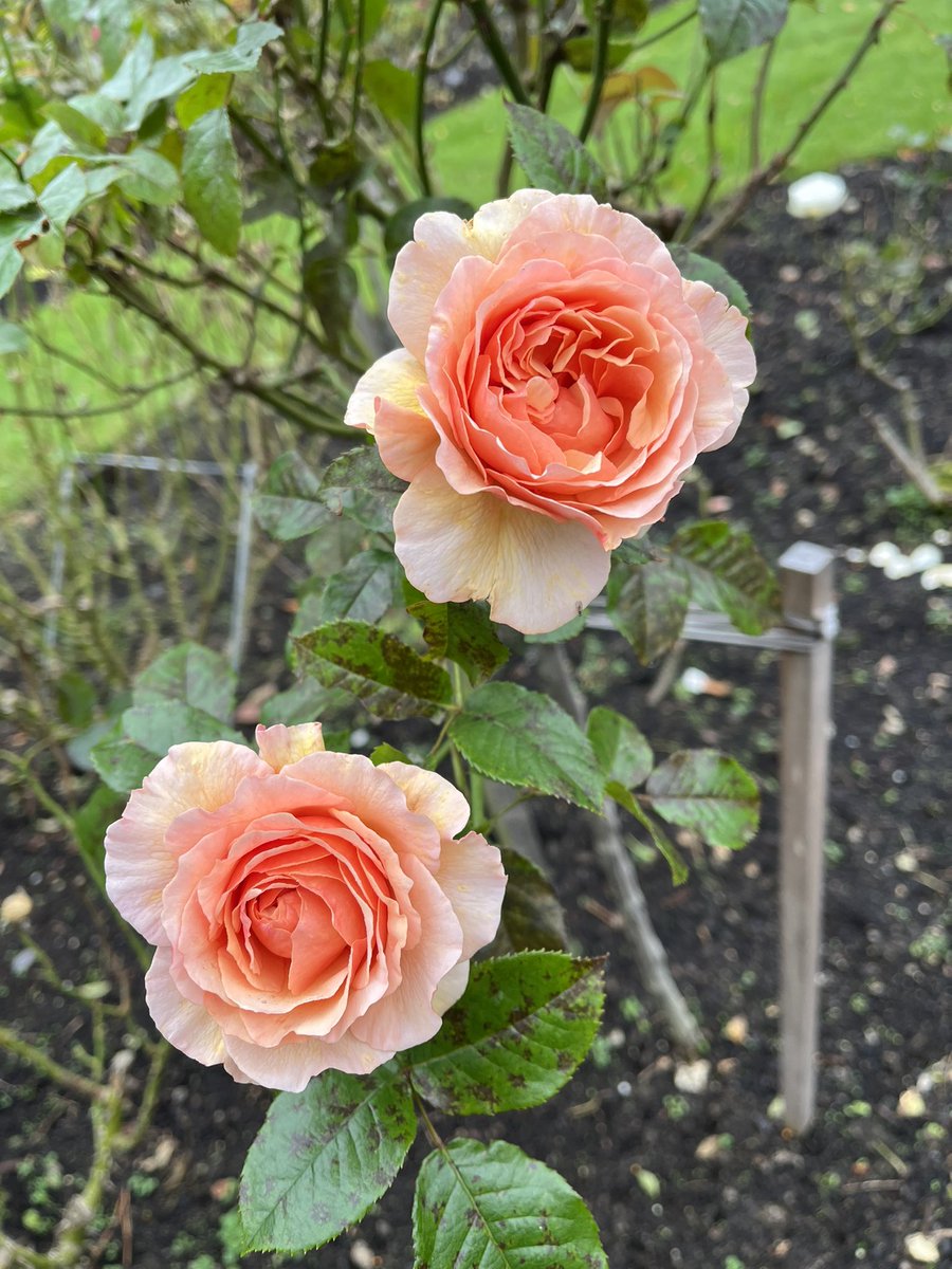 DirectNursery's tweet photo. Colours of the flowers in your garden or business can brighten your day #gardening #plants #brisbane #OrderOnline $300 minimum order to your door in SE Brisbane https://t.co/pu5P4pvH4A