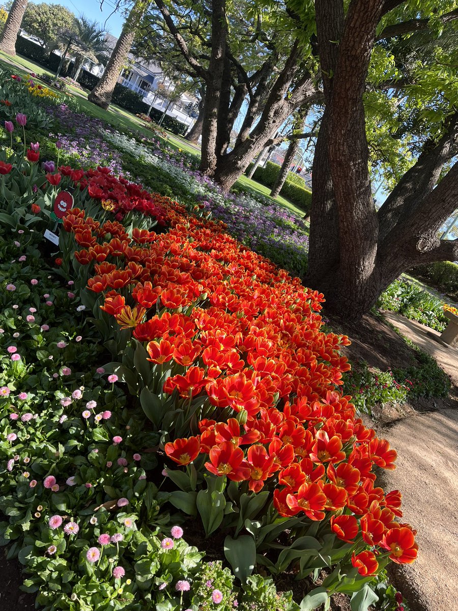 DirectNursery's tweet photo. Colours of the flowers in your garden or business can brighten your day #gardening #plants #brisbane #OrderOnline $300 minimum order to your door in SE Brisbane https://t.co/pu5P4pvH4A