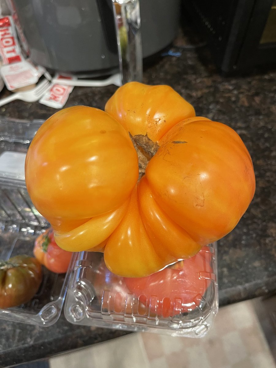 トレジョで買ったトマト15センチ。
サイズ的に普通のトマト5個分くらいあってインパクトはすごいのだけど、小さい方がやっぱりジューシーで美味しいかなと。