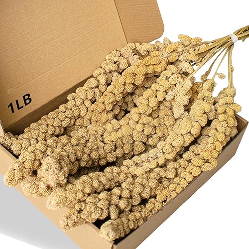 I just received Jmxu's 1LB Spray Millet Treat for Birds Parakeets, Natural Sun-Dried Birds Millet for Cockatiel, Budgie, Finches, Parrots, Hamster - 1 Pound (Pack of 1) from lokipellia via Throne. Thank you! throne.com/voraktee #Wishlist #throne