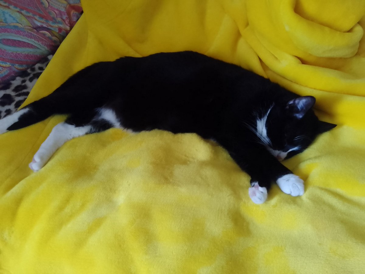 Danny Thomas | Rizz (@rizzdtss) on Twitter photo 