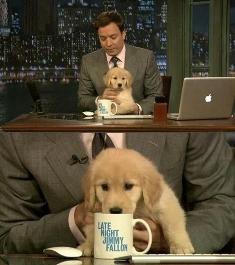 twaniimals's tweet image. 