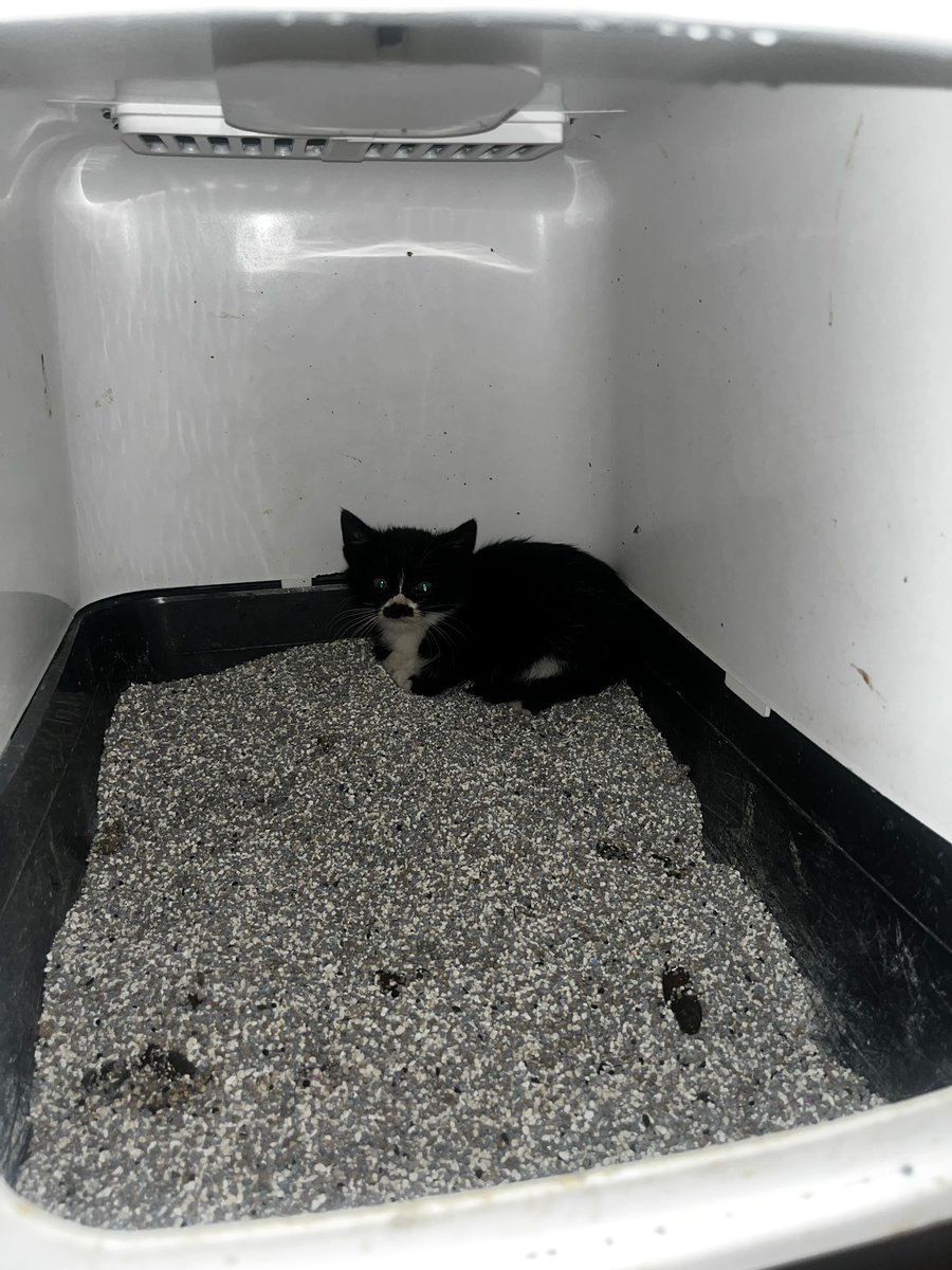 Çok çok acil yuva arıyor. Bakan kişi tedirgin oluyormuş. Lütfen paylaşın