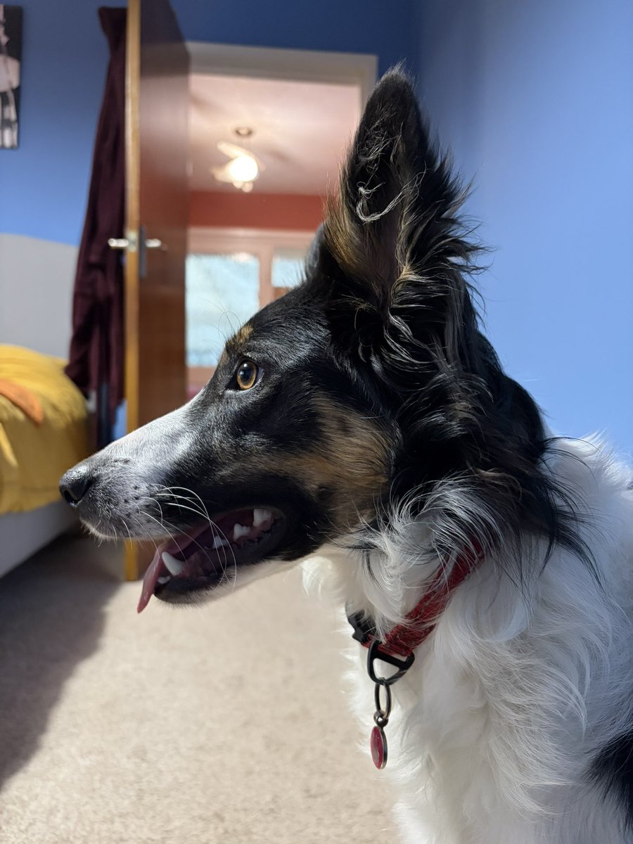 Puppy Bess and Auntie Kes tweet media