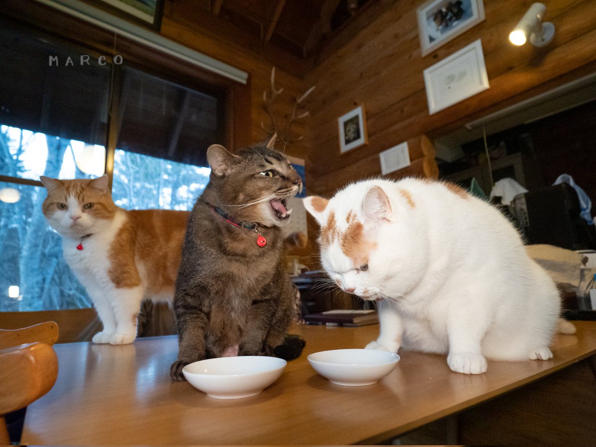 MARCO 🟡写真集「メイ先輩」🟡 tweet media