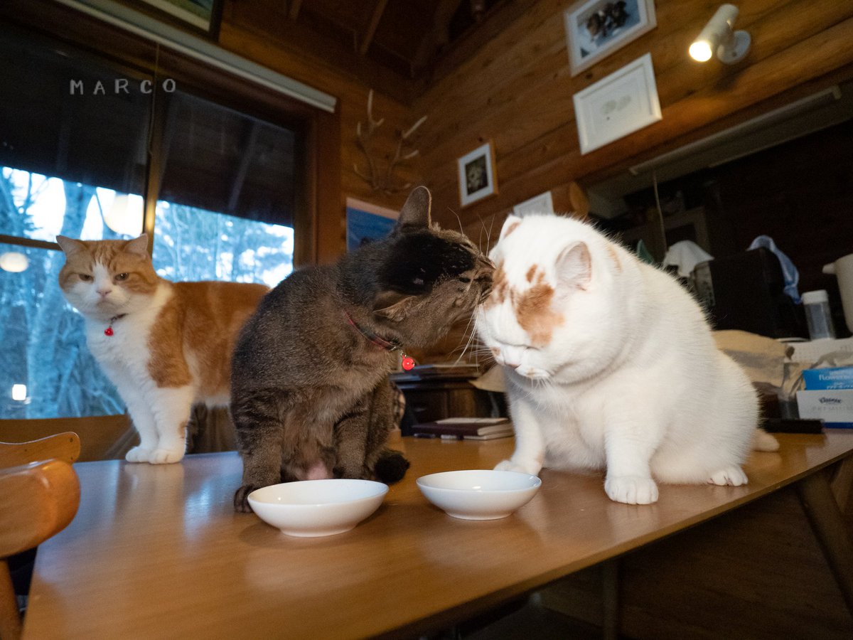 MARCO 🟡写真集「メイ先輩」🟡 tweet media