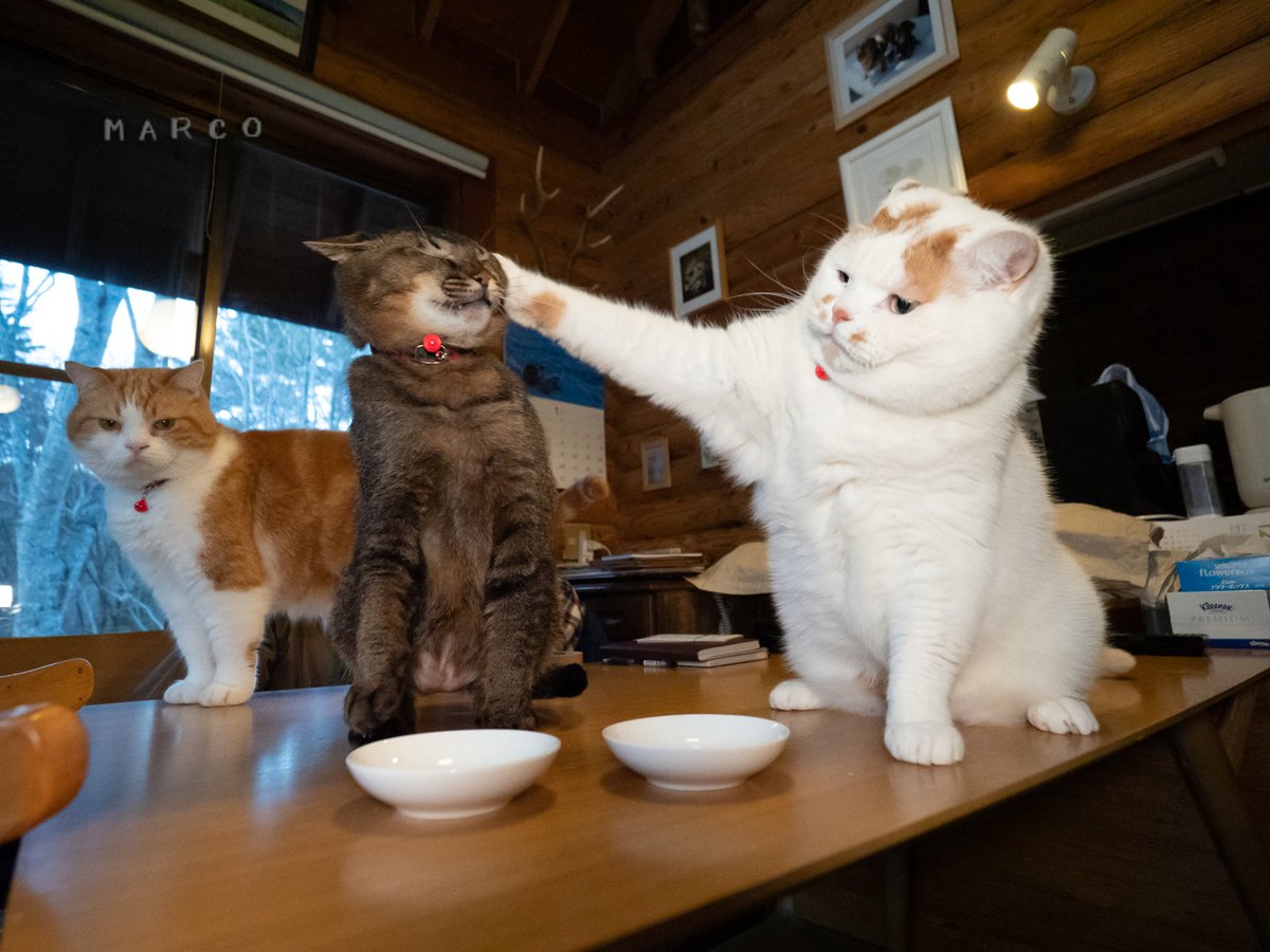 MARCO 🟡写真集「メイ先輩」🟡 (@marco74444) / Posts / X