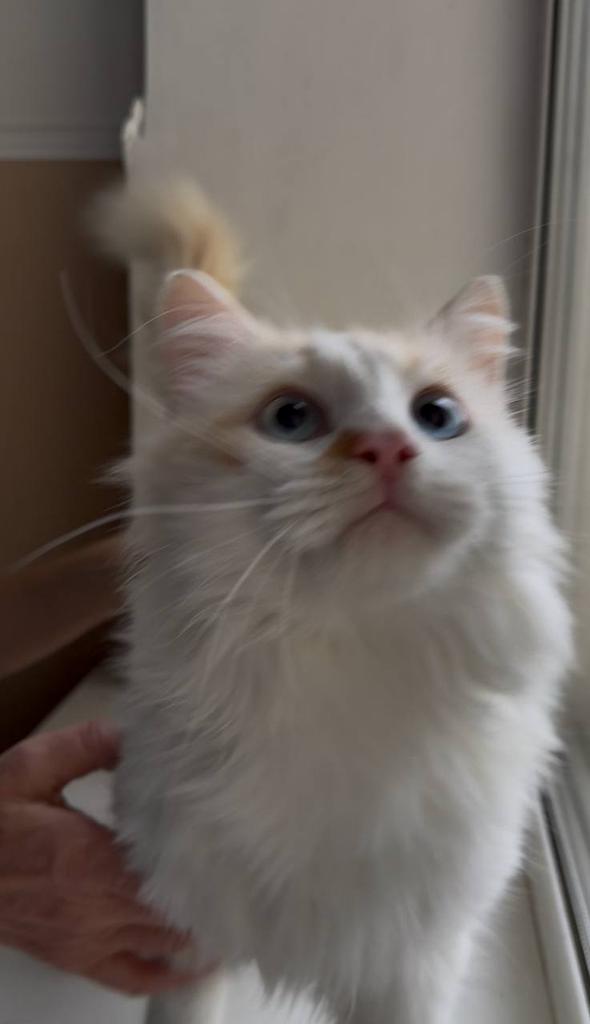 Доброхвост - благотворительный проект tweet media