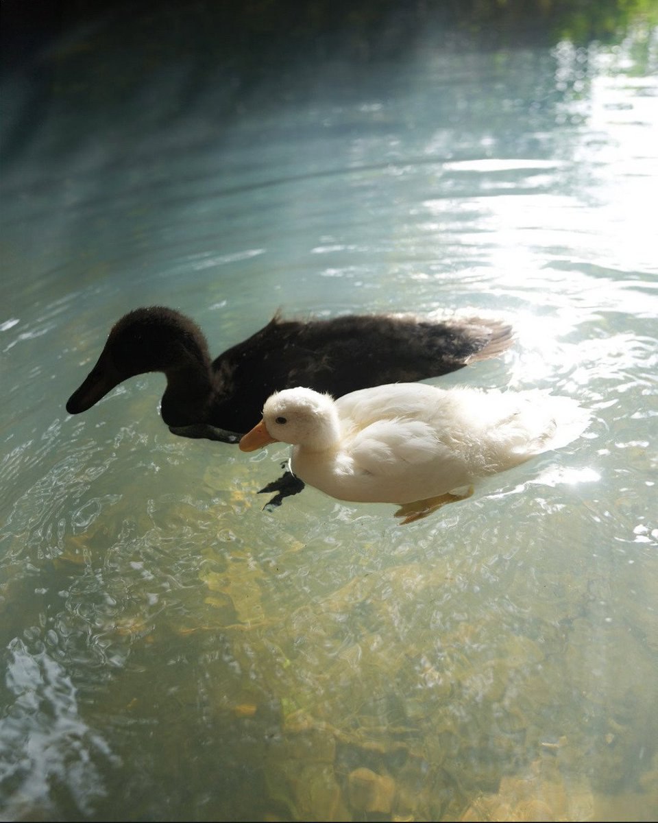 aestheticwabi's tweet image. 