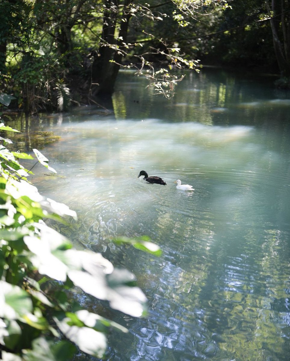 aestheticwabi's tweet image. 