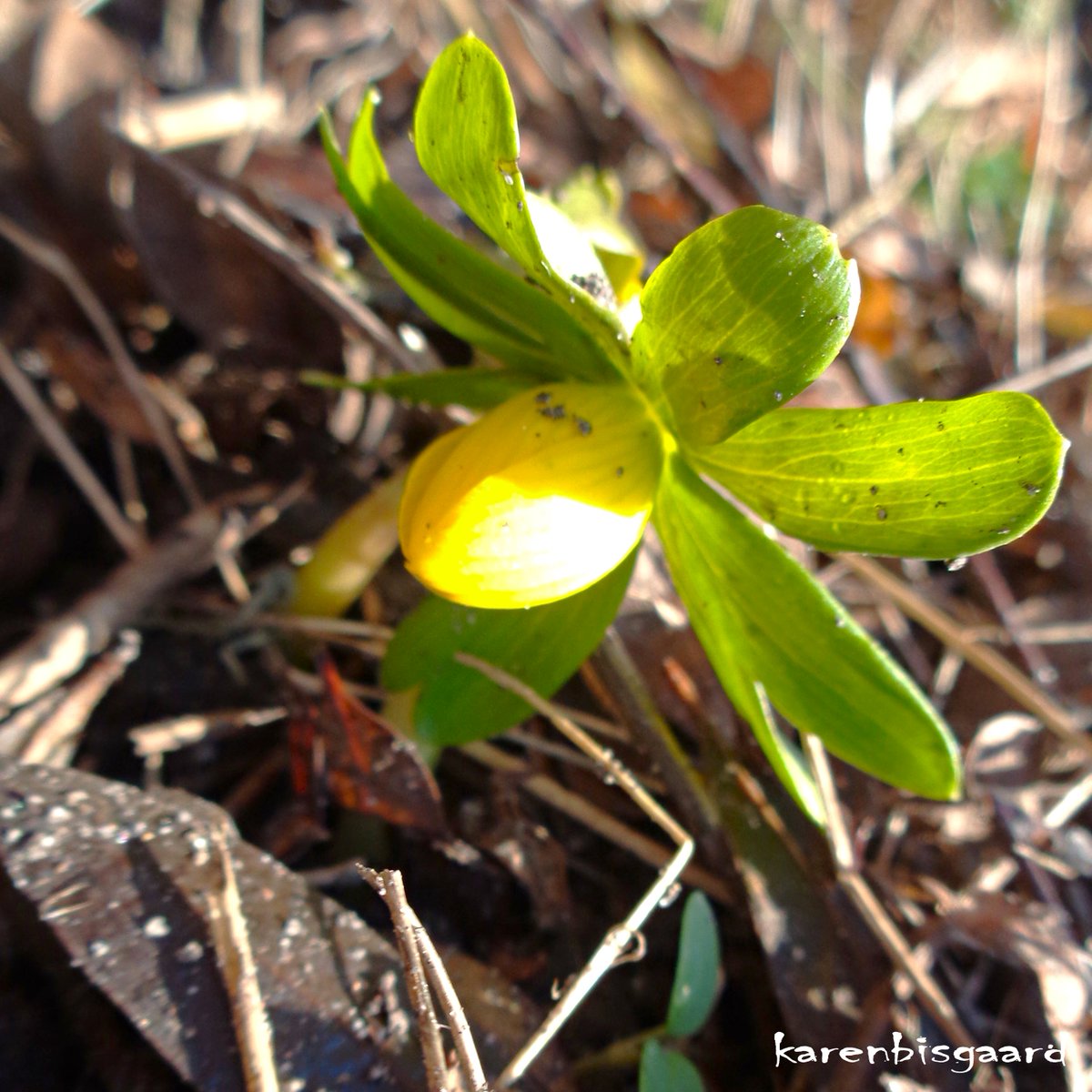 KarenBisgaard1's tweet photo. https://t.co/uLlpAcWXIu
#eranthis #winteraconite #garden #naturephotography https://t.co/qjQJR67EdH