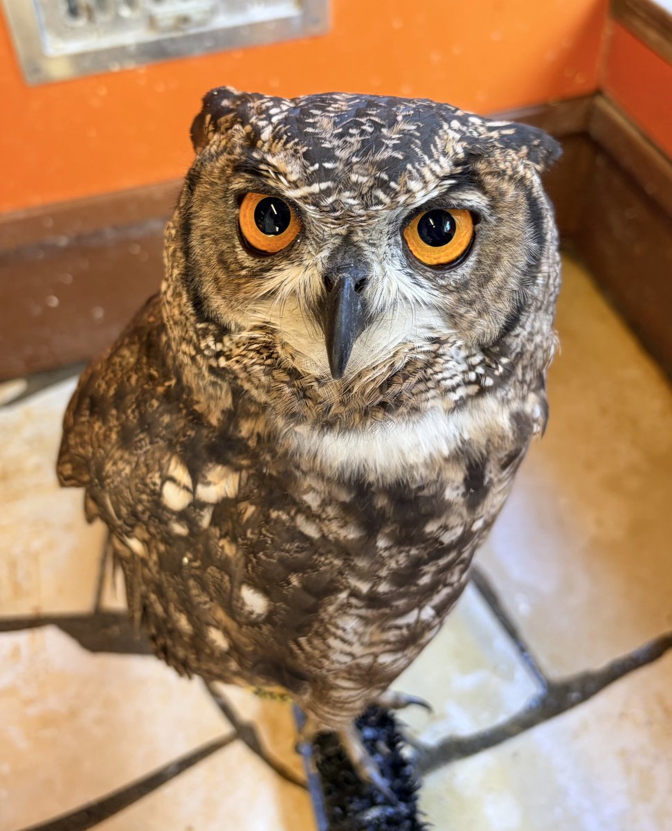 アフリカワシミミズク